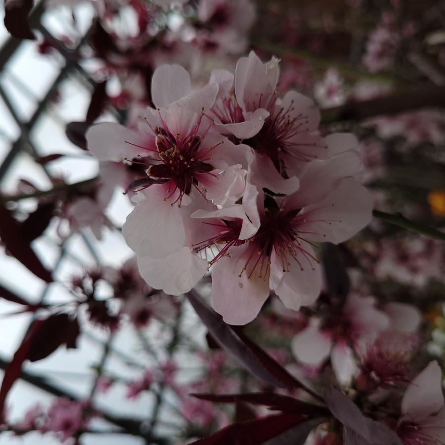 Obstbaumblüte